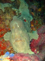 Un poisson grenouille jaune. Aux Philippines celà est pre... by Philippe Brunner 